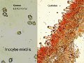 Inocybe mixtilis-amf1042-micro